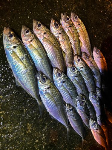 アジの釣果