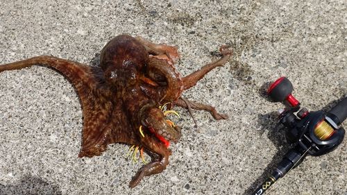 マダコの釣果