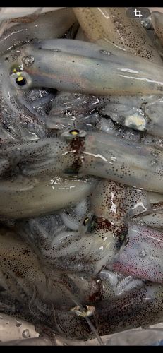 ヒイカの釣果