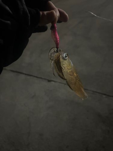 イカの釣果