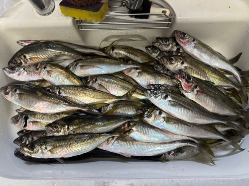 アジの釣果