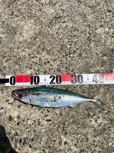 サバの釣果
