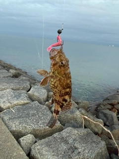 カサゴの釣果