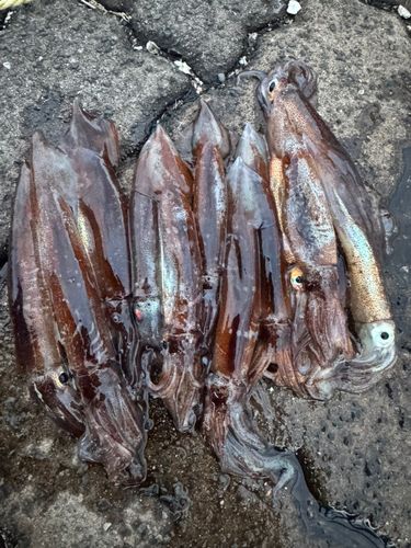 マイカの釣果
