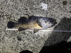 クロソイの釣果