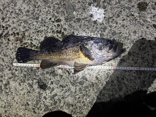 クロソイの釣果