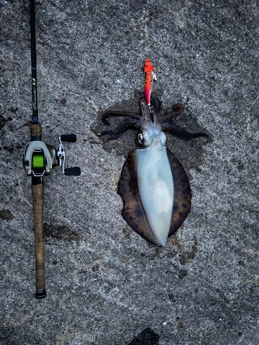 アオリイカの釣果