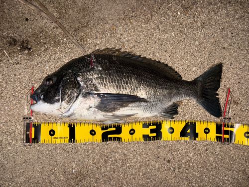 クロダイの釣果