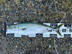 ブリの釣果