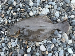 ヒラメの釣果