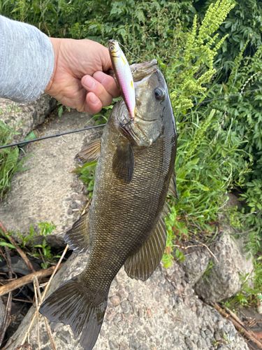 スモールマウスバスの釣果