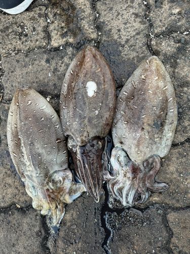 コウイカの釣果