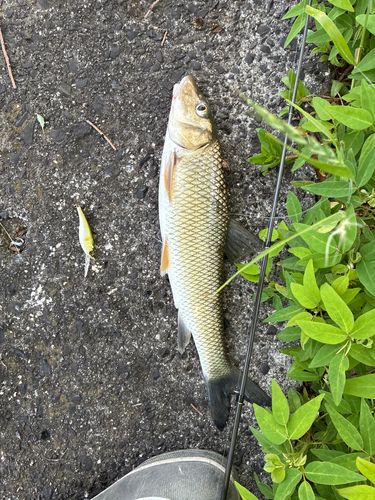 ニゴイの釣果