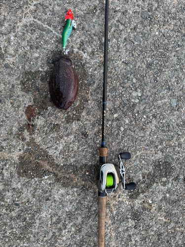 コウイカの釣果
