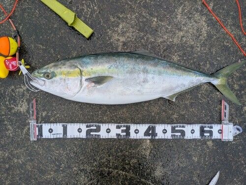 ワラサの釣果