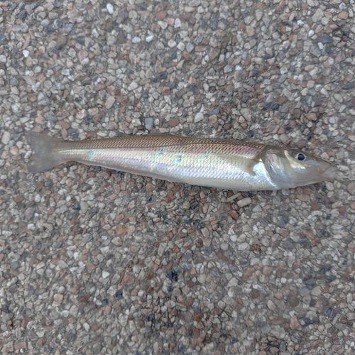 キスの釣果
