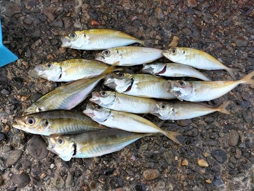 アジの釣果
