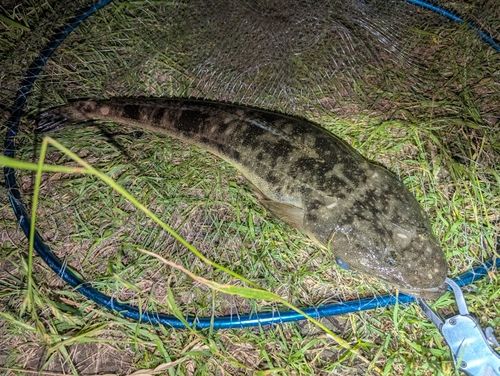 マゴチの釣果