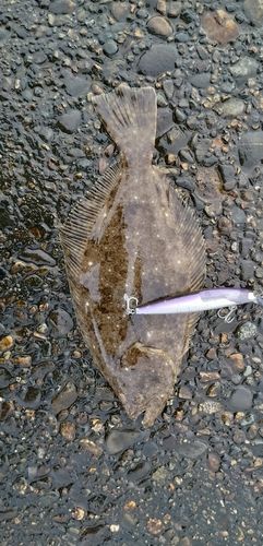 ヒラメの釣果