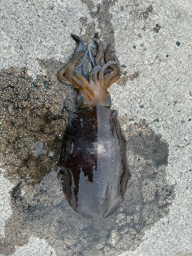 アオリイカの釣果
