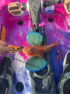 ホウボウの釣果