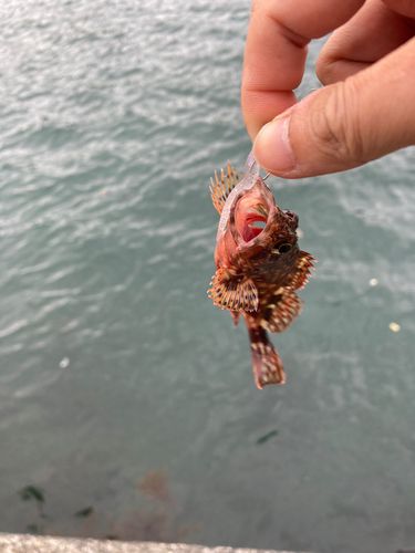 カサゴの釣果