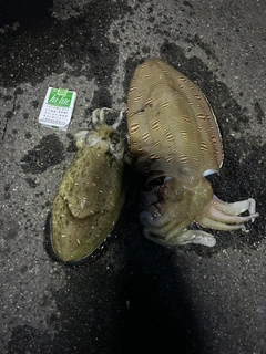 モンゴウイカの釣果