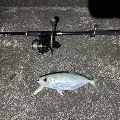 メアジの釣果