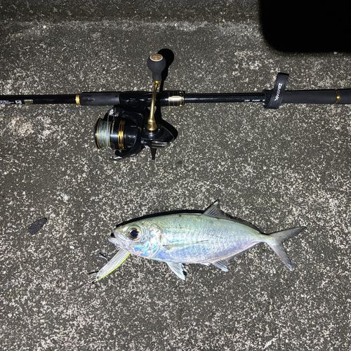 メアジの釣果