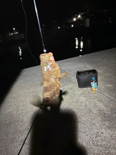キジハタの釣果