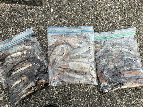ムギイカの釣果