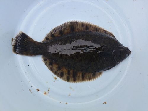 クロガシラガレイの釣果