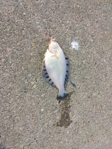 クロガシラガレイの釣果