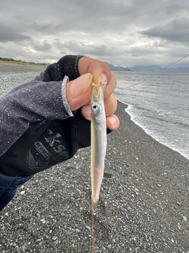 カマスの釣果