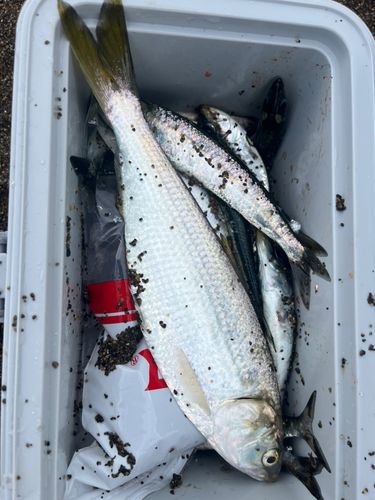 イワシの釣果