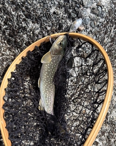 アメマスの釣果