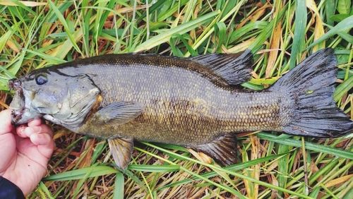 スモールマウスバスの釣果