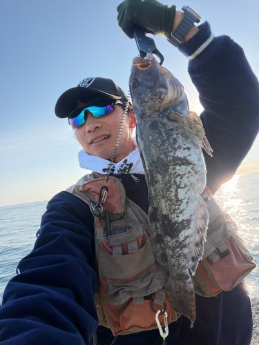 アイナメの釣果