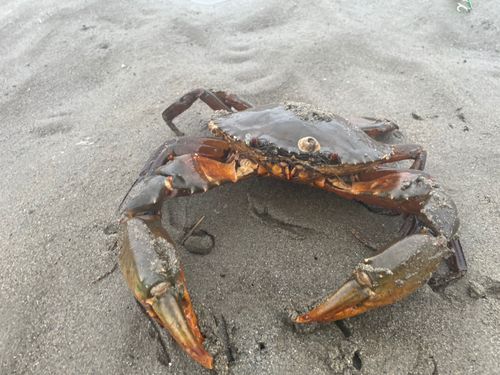 ノコギリガザミの釣果