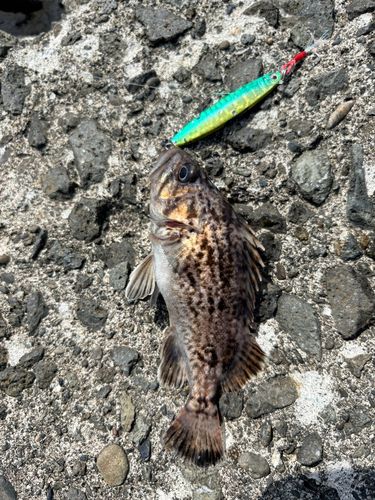 クロソイの釣果