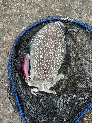 シリヤケイカの釣果