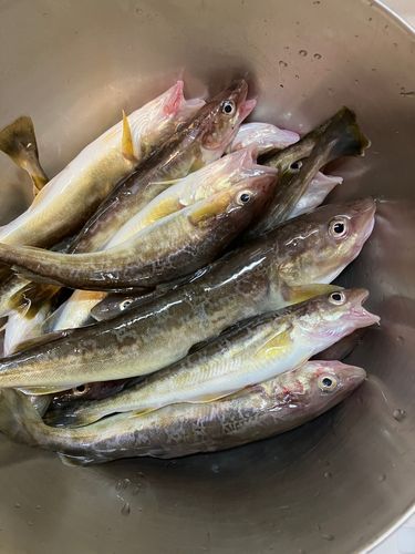 コマイの釣果