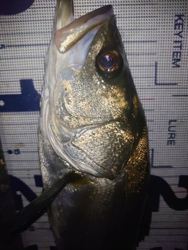 フッコ（マルスズキ）の釣果