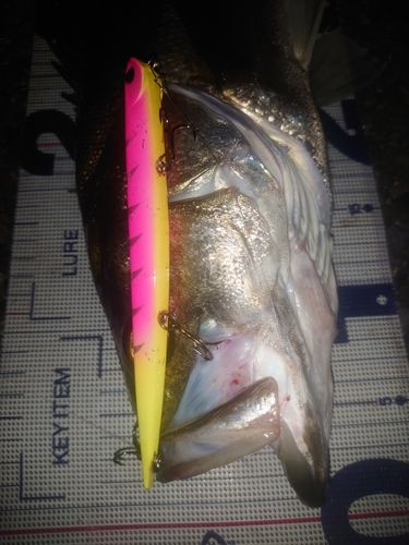 シーバスの釣果