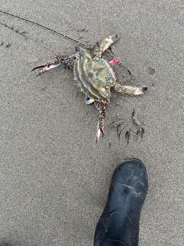 ガザミの釣果