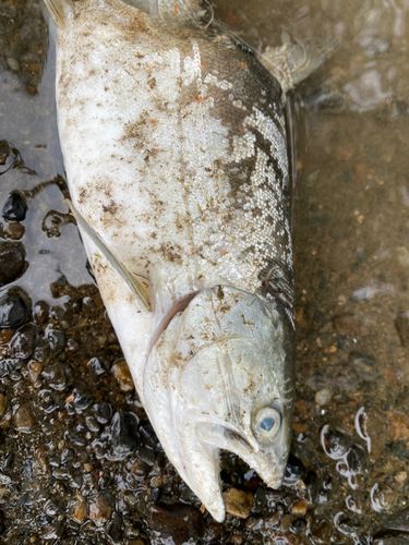 サツキマスの釣果