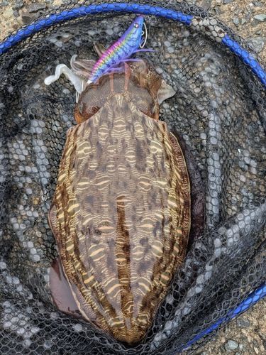 モンゴウイカの釣果