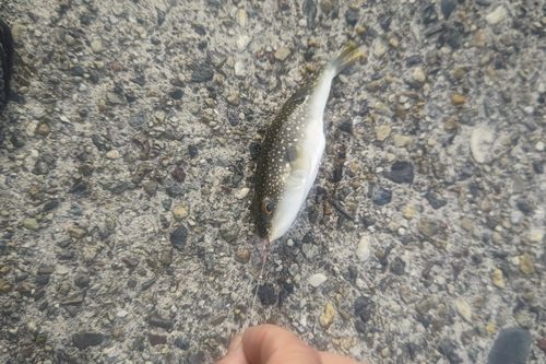 フグの釣果