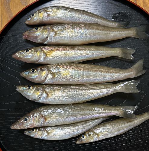 シロギスの釣果