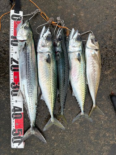 サゴシの釣果